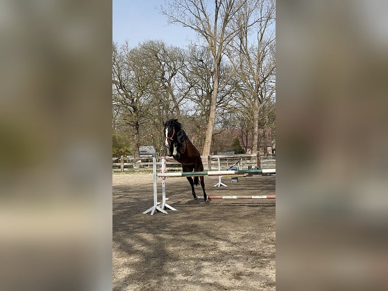 Koń hanowerski Wałach 4 lat 163 cm Ciemnogniada in Hagen im Bremischen