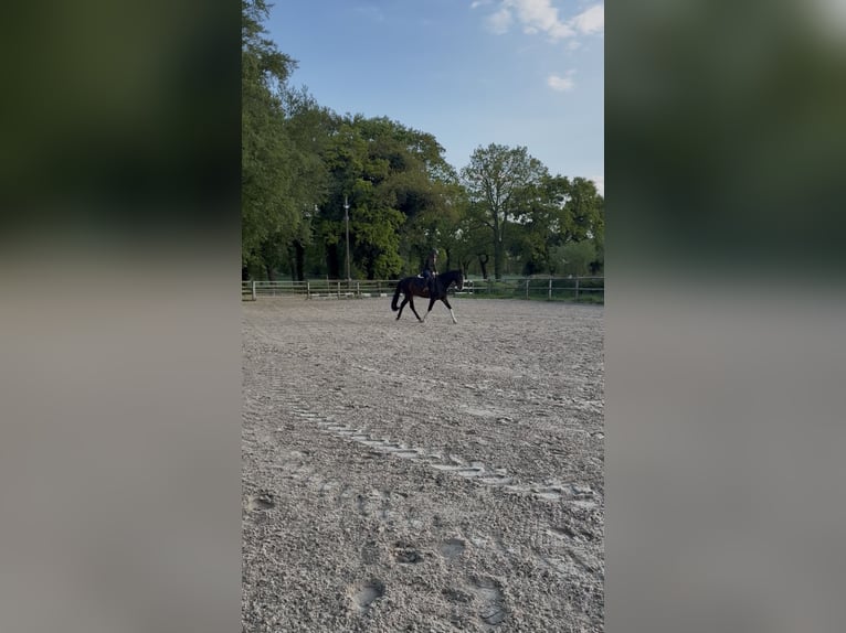 Koń hanowerski Wałach 4 lat 163 cm Ciemnogniada in Hagen im Bremischen