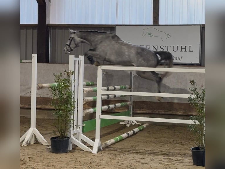 Koń hanowerski Wałach 4 lat 163 cm Siwa in Overath