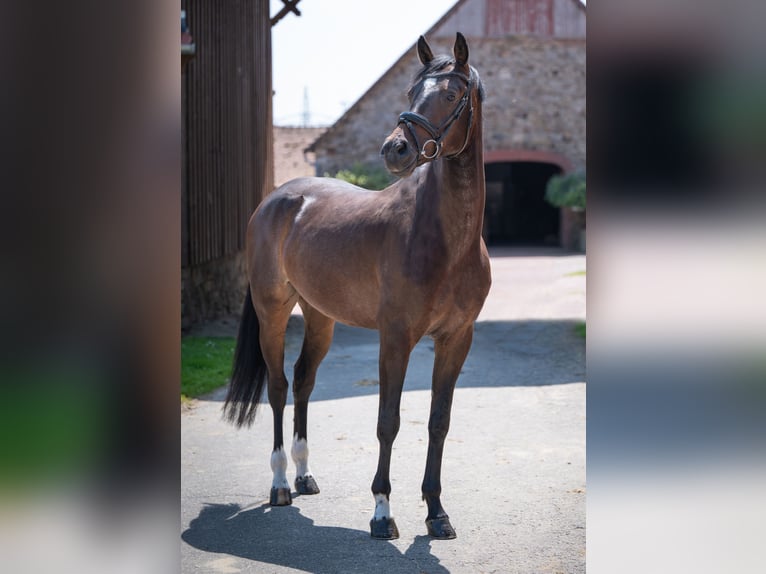 Koń hanowerski Wałach 4 lat 164 cm Ciemnogniada in Bramsche