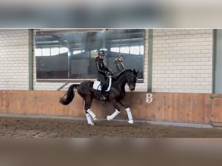 Koń hanowerski Wałach 4 lat 164 cm Ciemnogniada in WürselenWürselen