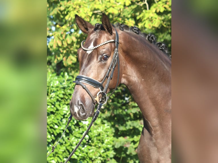 Koń hanowerski Wałach 4 lat 164 cm Gniada in Selsingen