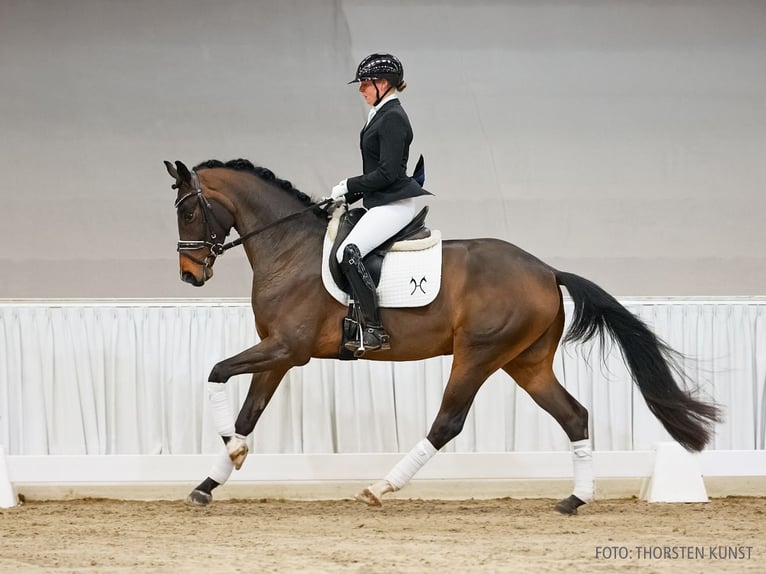 Koń hanowerski Wałach 4 lat 164 cm Gniada in Verden