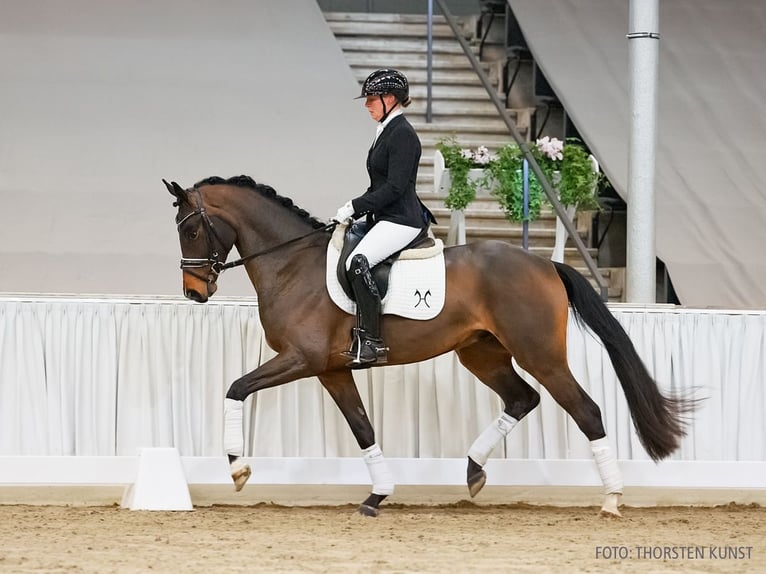 Koń hanowerski Wałach 4 lat 164 cm Gniada in Verden