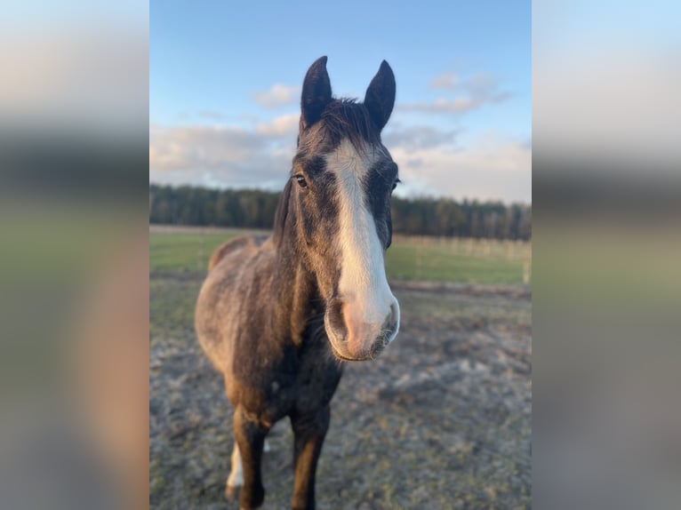 Koń hanowerski Wałach 4 lat 164 cm Siwa jabłkowita in Neetze