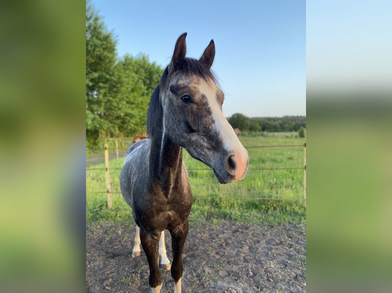 Koń hanowerski Wałach 4 lat 164 cm Siwa jabłkowita in Neetze