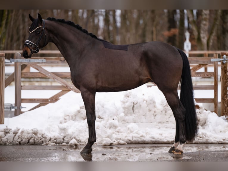 Koń hanowerski Wałach 4 lat 164 cm Skarogniada in Wehringen