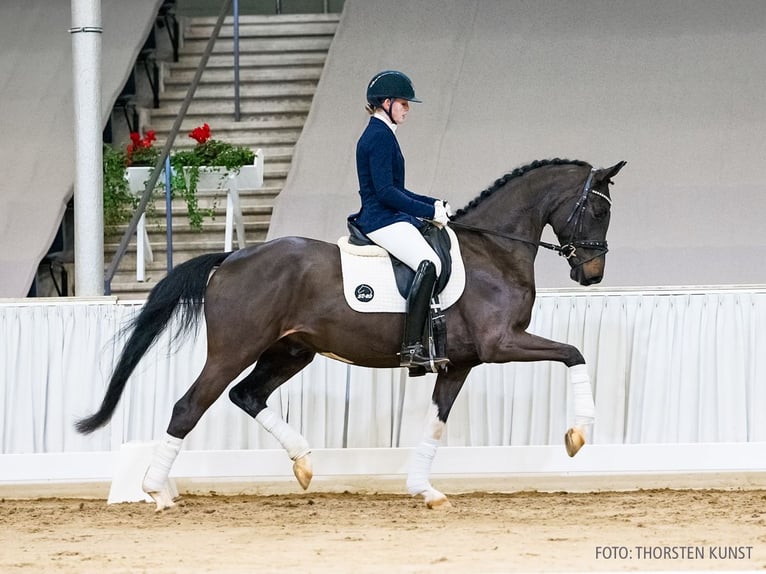 Koń hanowerski Wałach 4 lat 164 cm Skarogniada in Verden