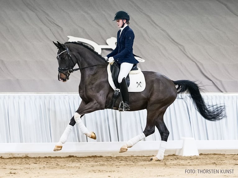 Koń hanowerski Wałach 4 lat 164 cm Skarogniada in Verden