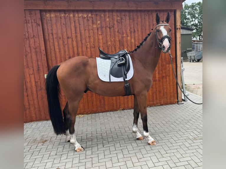 Koń hanowerski Wałach 4 lat 165 cm Gniada in Norderstedt