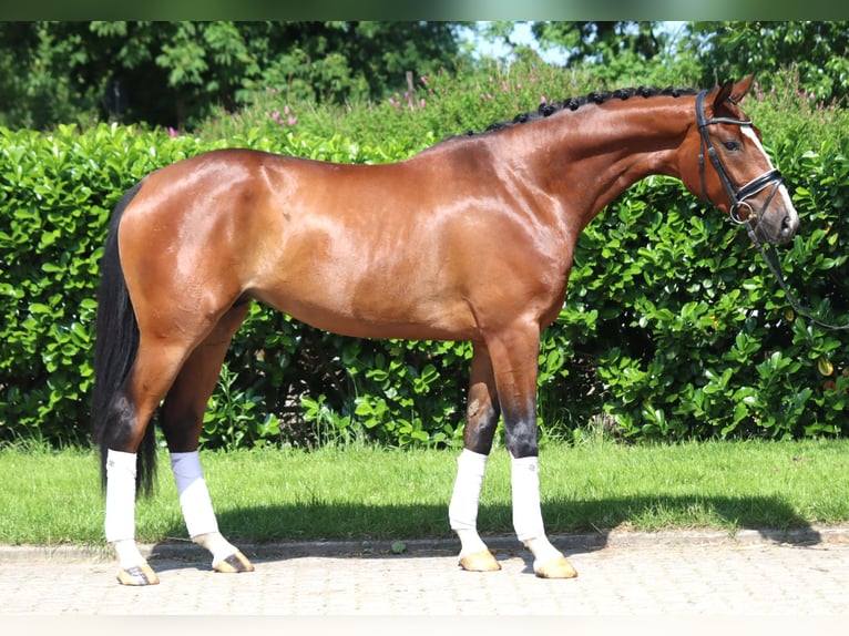 Koń hanowerski Wałach 4 lat 165 cm Gniada in Selsingen
