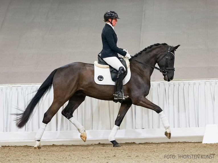 Koń hanowerski Wałach 4 lat 165 cm Kara in Verden