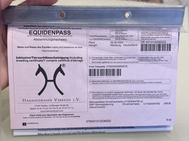 Koń hanowerski Wałach 4 lat 165 cm Skarogniada in Ronshausen