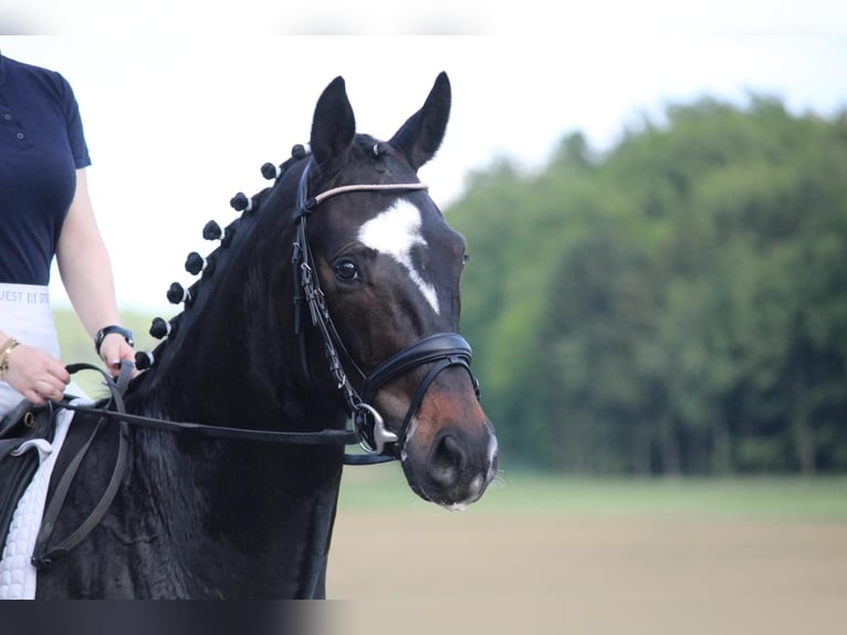 Koń hanowerski Wałach 4 lat 165 cm Skarogniada in Schrozberg
