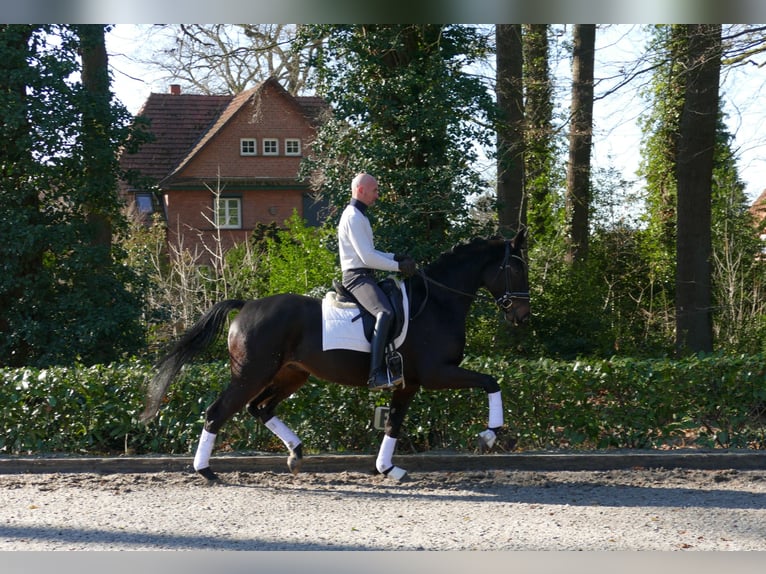 Koń hanowerski Wałach 4 lat 166 cm Ciemnogniada in Hemslingen