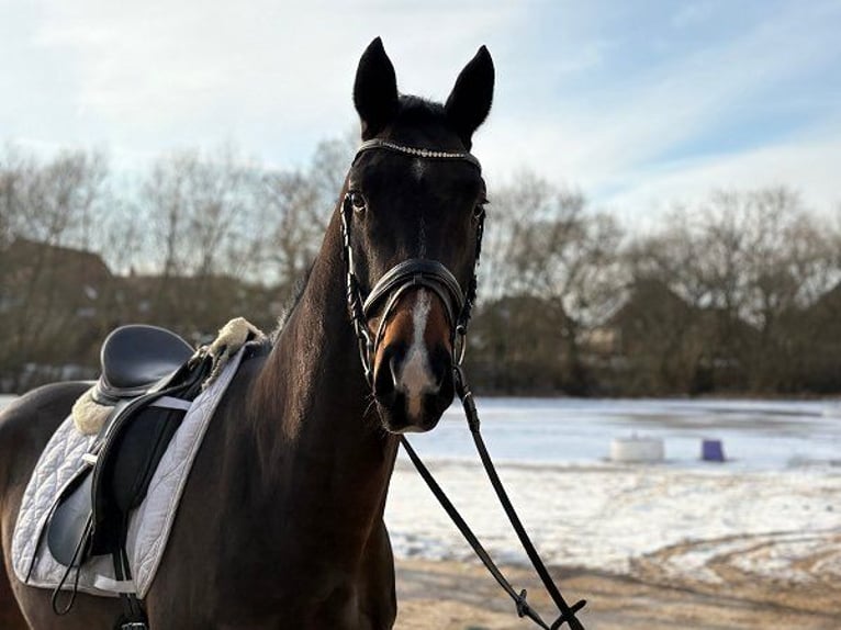 Koń hanowerski Wałach 4 lat 166 cm Ciemnogniada in Verden (Aller)