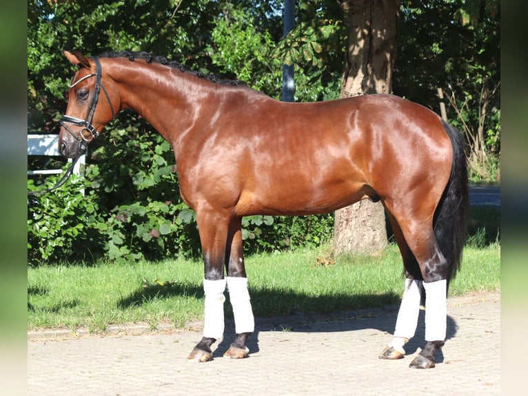 Koń hanowerski Wałach 4 lat 166 cm Gniada in Selsingen