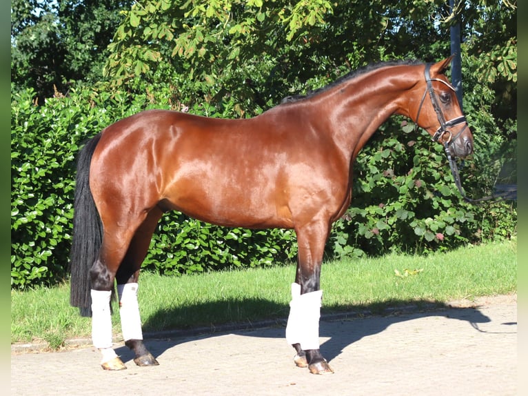 Koń hanowerski Wałach 4 lat 166 cm Gniada in Selsingen