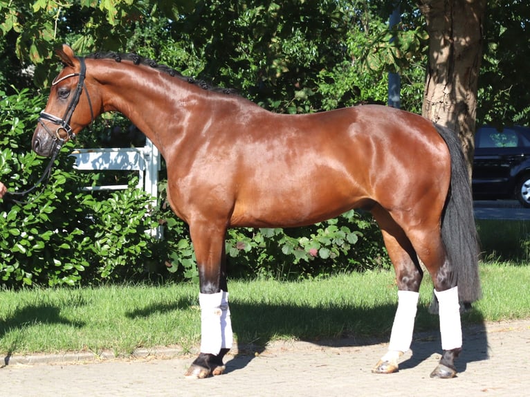 Koń hanowerski Wałach 4 lat 166 cm Gniada in Selsingen