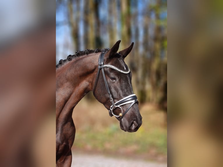 Koń hanowerski Wałach 4 lat 166 cm Kara in Wallenhorst