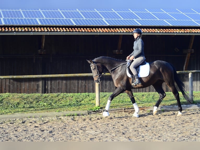 Koń hanowerski Wałach 4 lat 167 cm Ciemnogniada in Wellheim