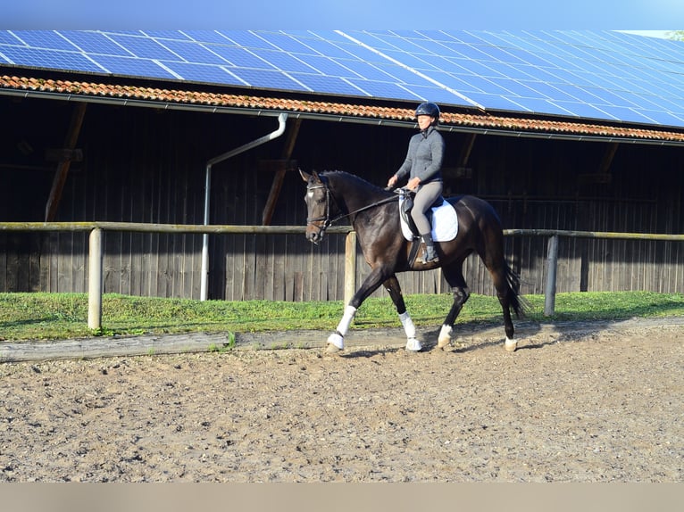 Koń hanowerski Wałach 4 lat 167 cm Ciemnogniada in Wellheim