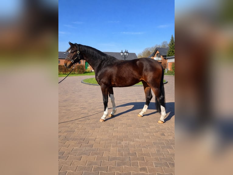 Koń hanowerski Wałach 4 lat 167 cm Ciemnogniada in Dinslaken