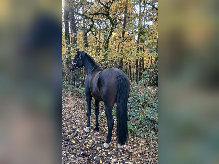 Koń hanowerski Wałach 4 lat 167 cm Ciemnogniada in Barenburg