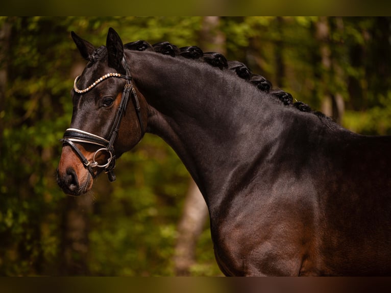 Koń hanowerski Wałach 4 lat 167 cm Ciemnogniada in Wehringen