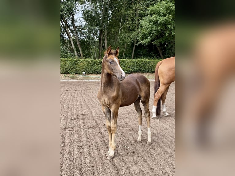 Koń hanowerski Wałach 4 lat 167 cm Ciemnokasztanowata in Padenstedt