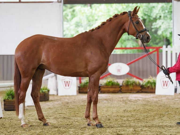 Koń hanowerski Wałach 4 lat 167 cm Ciemnokasztanowata in Münster-Handorf