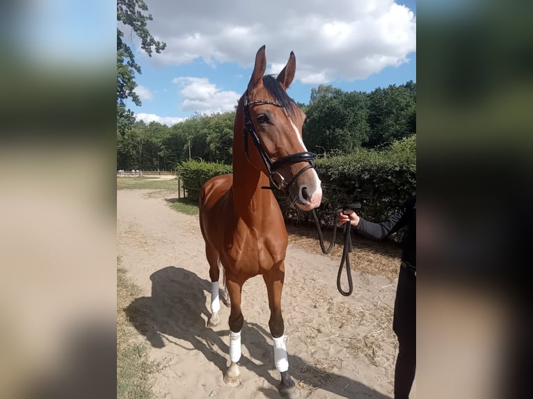 Koń hanowerski Wałach 4 lat 167 cm Gniada in Wesel