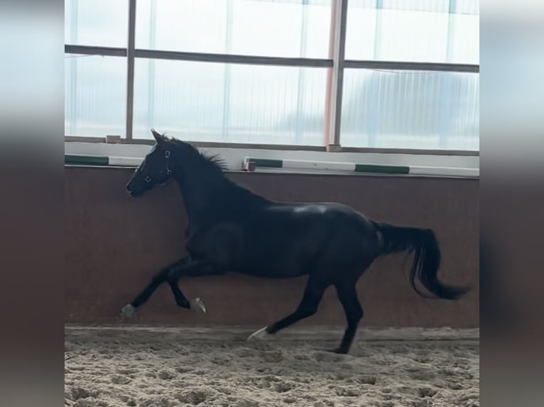 Koń hanowerski Wałach 4 lat 167 cm Kara in Quickborn