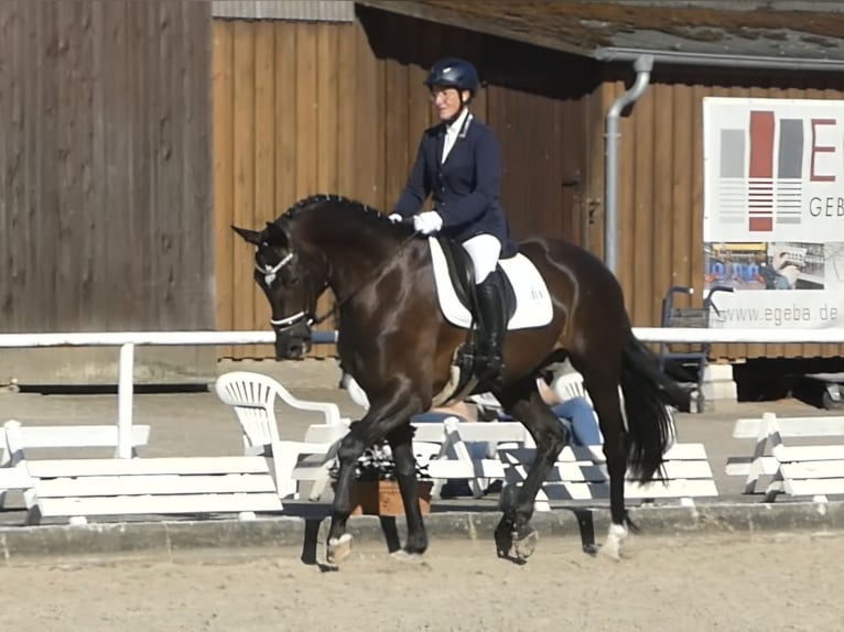Koń hanowerski Wałach 4 lat 167 cm Kara in Schwarmstedt