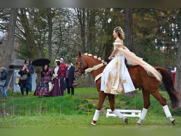 Koń hanowerski Wałach 4 lat 167 cm Kasztanowata in Nauen