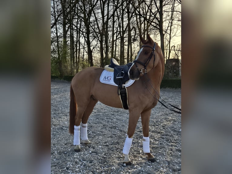 Koń hanowerski Wałach 4 lat 167 cm Kasztanowata in Willich