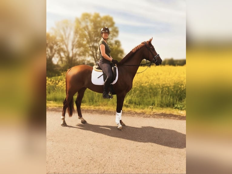 Koń hanowerski Wałach 4 lat 167 cm Kasztanowata in Bawinkel