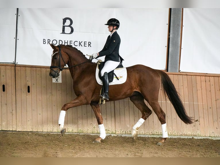 Koń hanowerski Wałach 4 lat 167 cm Kasztanowata in Riedstadt