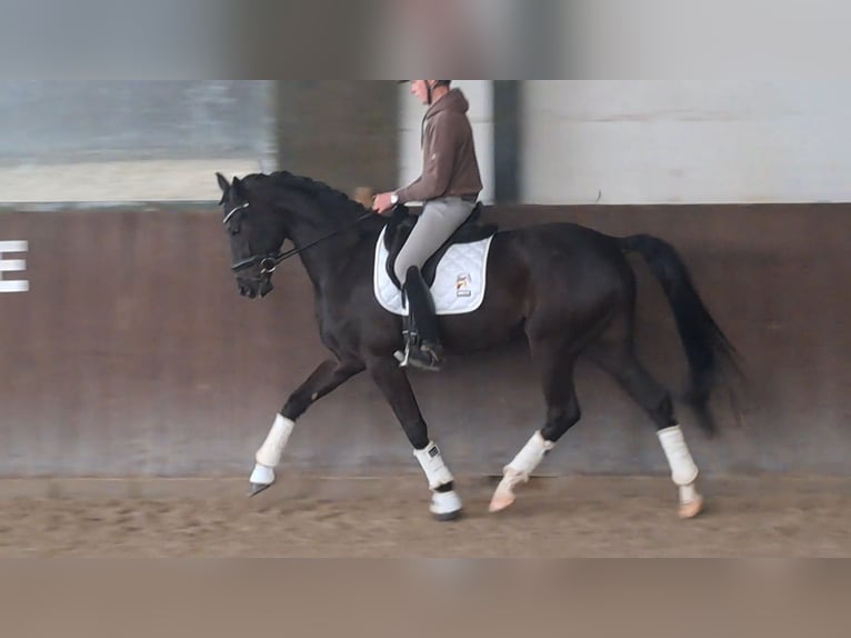 Koń hanowerski Wałach 4 lat 167 cm Skarogniada in Westerkappeln