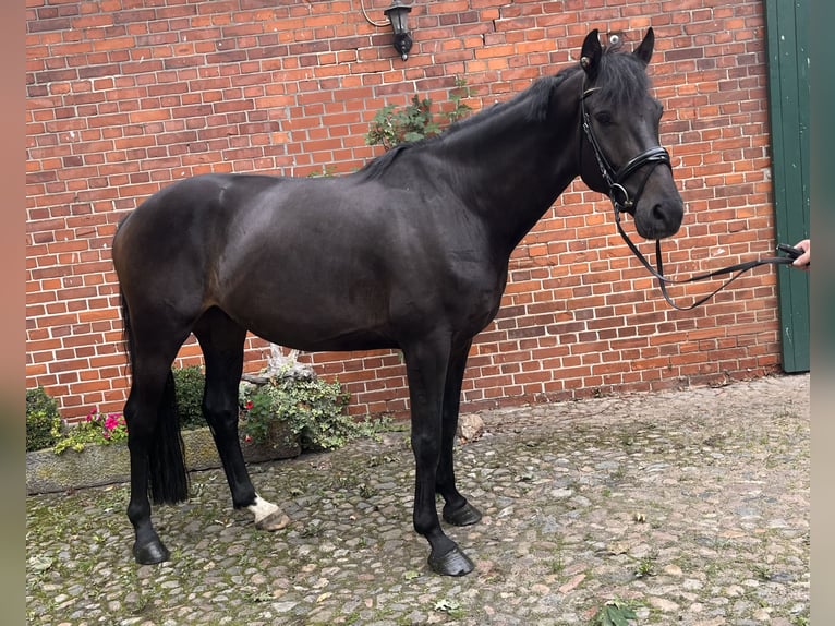 Koń hanowerski Wałach 4 lat 168 cm Ciemnogniada in Verden (Aller)