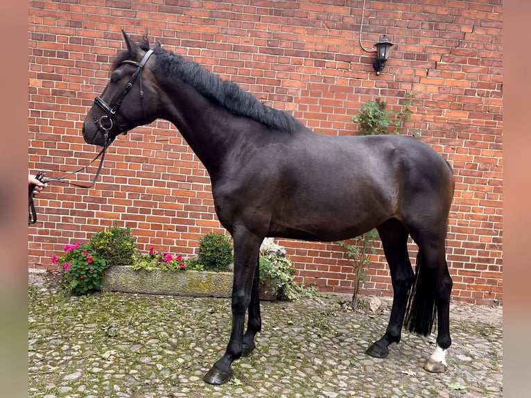 Koń hanowerski Wałach 4 lat 168 cm Ciemnogniada in Verden (Aller)