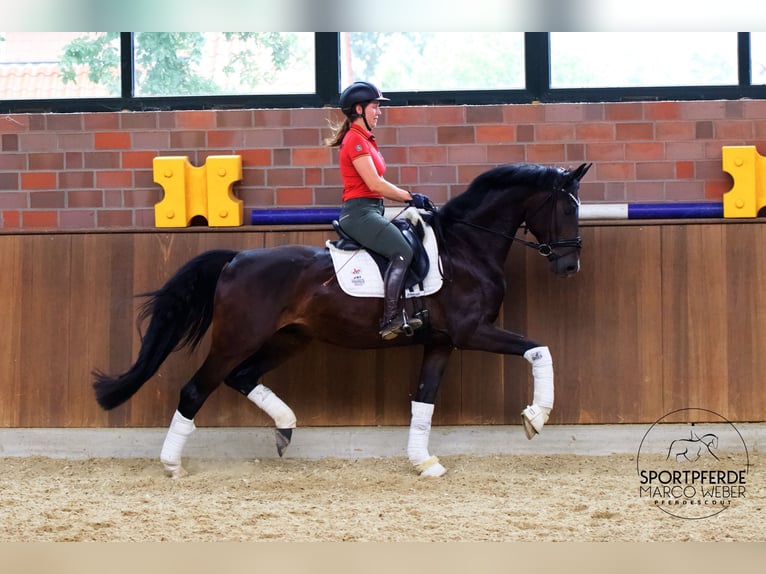 Koń hanowerski Wałach 4 lat 168 cm Ciemnogniada in Warendorf