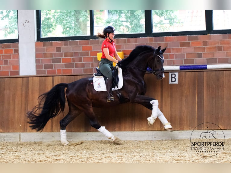 Koń hanowerski Wałach 4 lat 168 cm Ciemnogniada in Warendorf