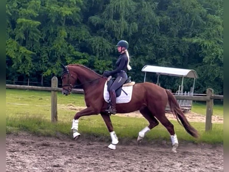 Koń hanowerski Wałach 4 lat 168 cm Ciemnokasztanowata in Kirchlinteln