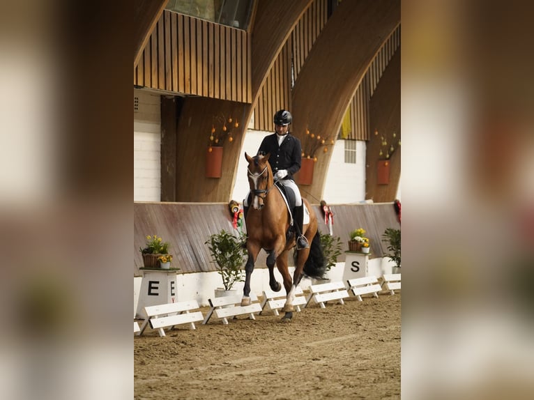 Koń hanowerski Wałach 4 lat 168 cm Gniada in Dorsten