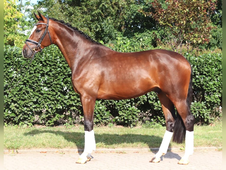 Koń hanowerski Wałach 4 lat 168 cm Gniada in Selsingen