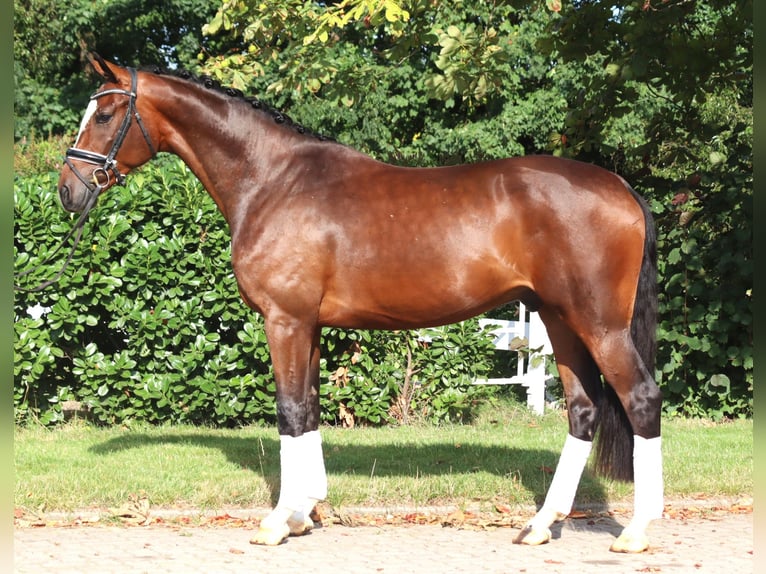 Koń hanowerski Wałach 4 lat 168 cm Gniada in Selsingen
