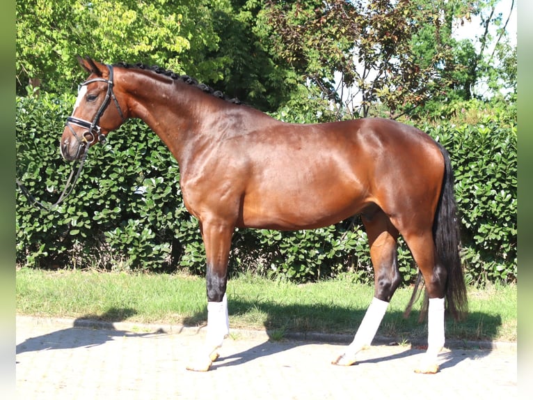 Koń hanowerski Wałach 4 lat 168 cm Gniada in Selsingen