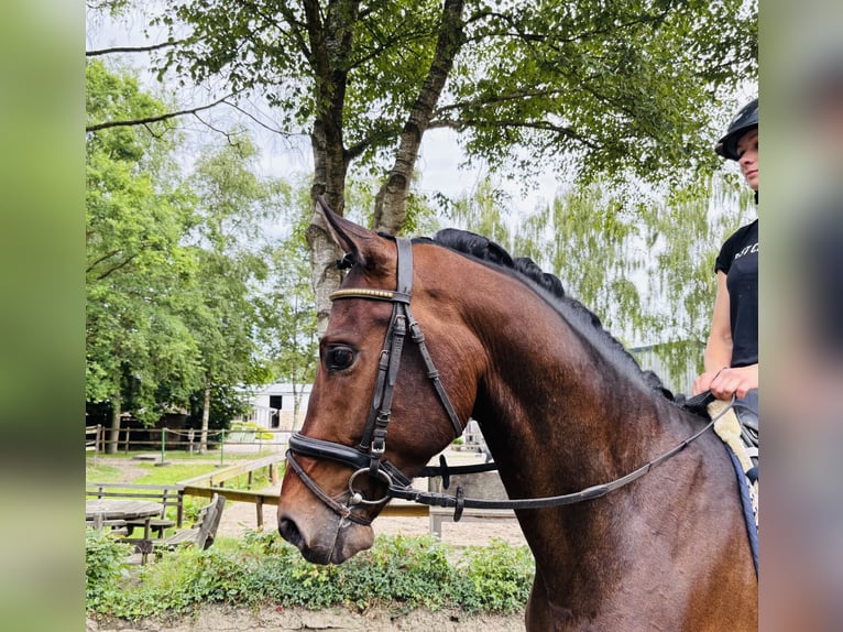 Koń hanowerski Wałach 4 lat 168 cm Gniada in Sottrum