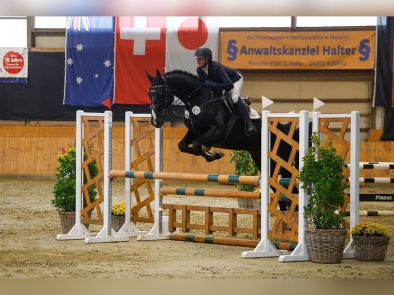 Koń hanowerski Wałach 4 lat 168 cm Kara in Borgholzhausen